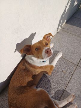 Hotel para Cães