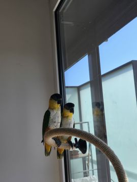 Hotel de Animais