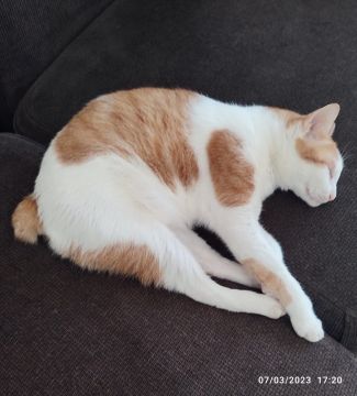 Hotel para Gatos