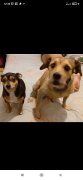 Hotel para Cães
