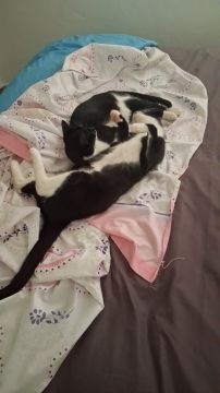 Hotel para Gatos