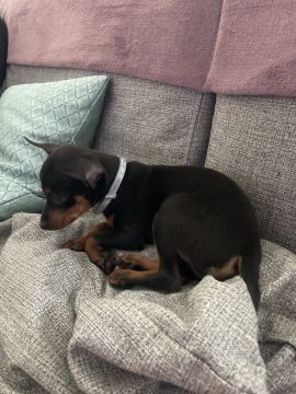 Hotel para Cães