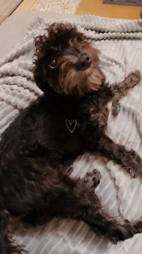 Hotel para Cães