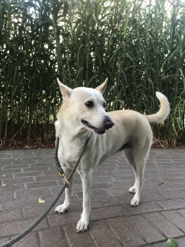 Hotel para Cães