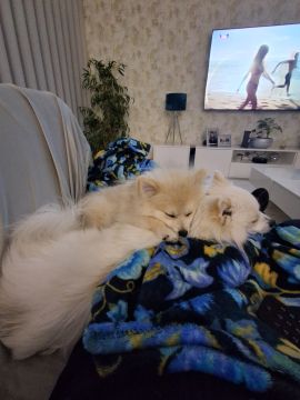 Hotel para Cães