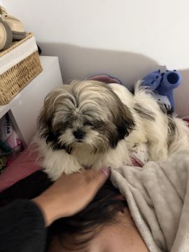 Hotel para Cães