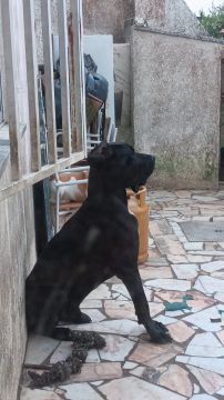 Hotel para Cães