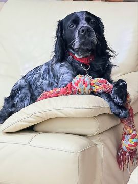 Hotel para Cães