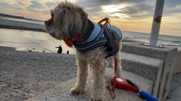 Hotel para Cães - Hotel e Creche para Animais