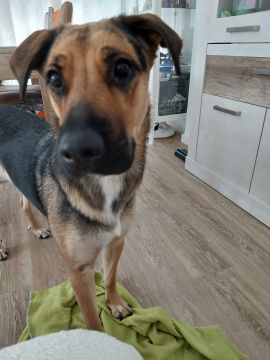 Creche para Cães