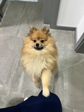 Hotel para Cães