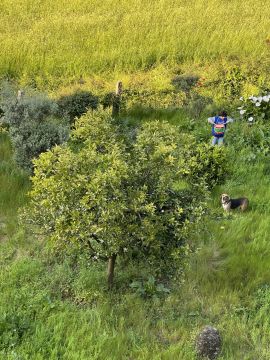 Gartenarbeiten