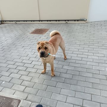 Dog Hotel