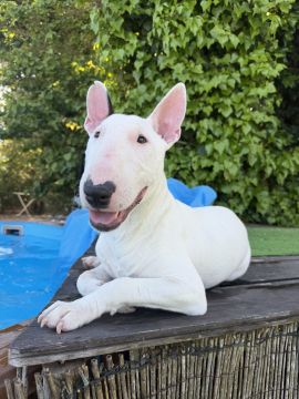 Hotel para Cães