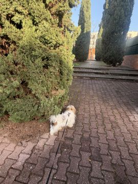 Hotel para Cães