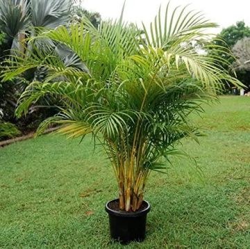 Jardinagem - Jardinagem e Relvados