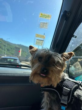 Dog Hotel