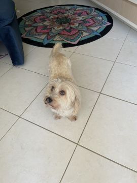 Hundetagesstätte (Hundesitter)