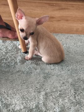 Hotel e Creche para Animais