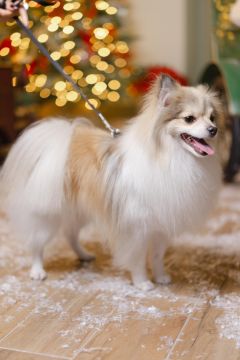 Hotel para Cães