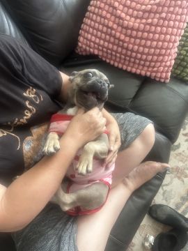 Hotel para Cães