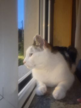Hotel para Gatos - Animais
