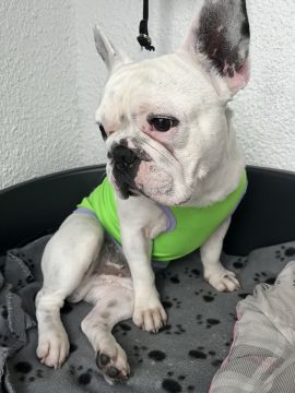 Hotel para Cães