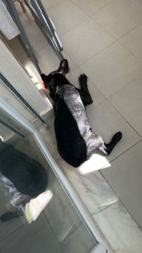 Hotel para Cães