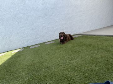 Hotel para Cães