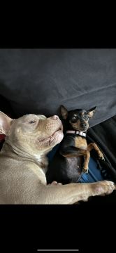 Hotel para Cães