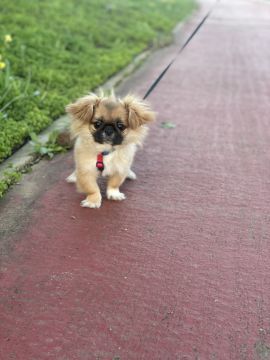 Hotel para Cães