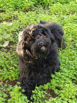 Hotel para Cães