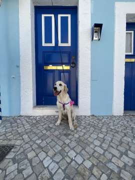 Dog Hotel - Pets