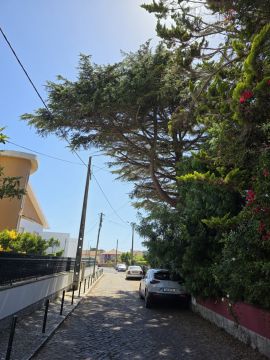 Poda e Manutenção de Árvores - Jardinagem e Relvados