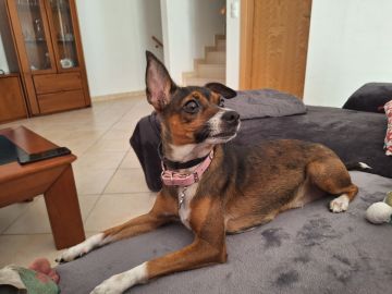 Hotel para Cães