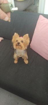 Hotel para Cães