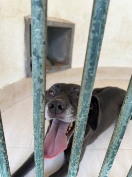 Hotel para Cães
