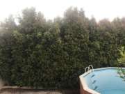Lawncare