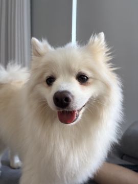 Hotel para Cães
