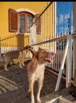 Hotel e Creche para Animais