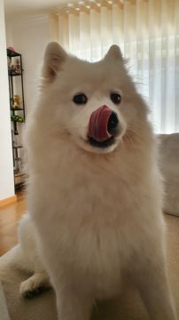 Hundepension