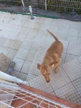 Dog Hotel