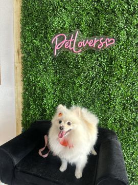 Hotel para Cães