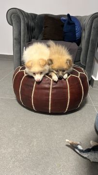 Dog Hotel