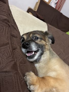 Pension pour chiens - Animaux