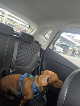 Hotel para Cães