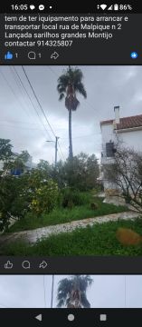 Poda e Manutenção de Árvores