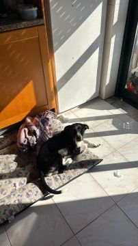 Hotel para Cães