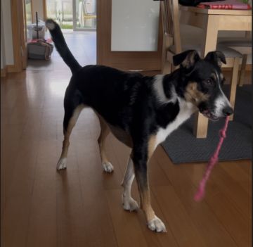 Hotel para Cães