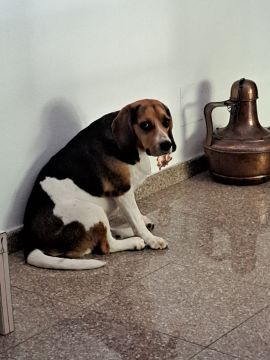 Hospedaje de perros